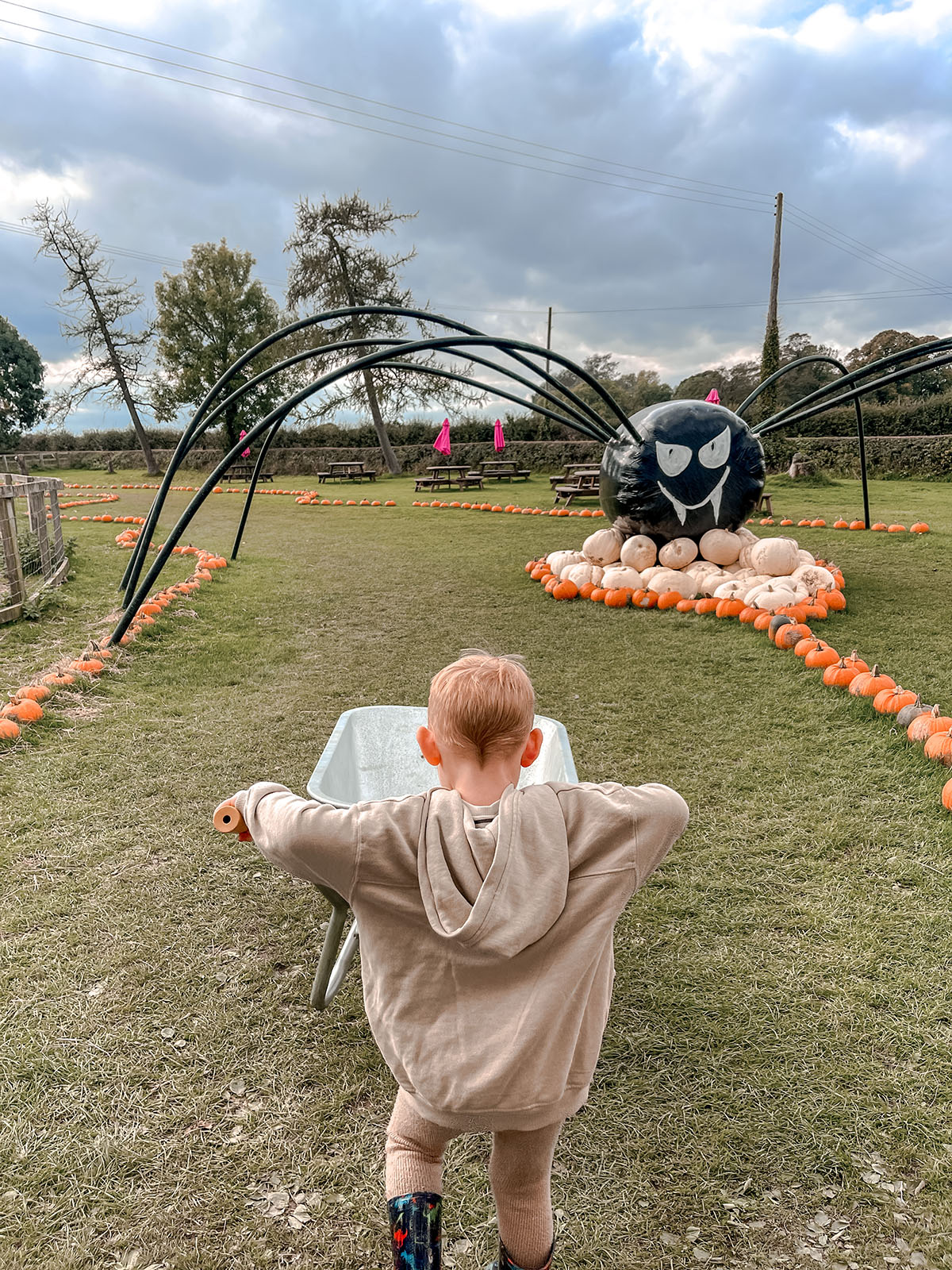 halloween pumpkin picking pumpkin field picking family halloween weekend