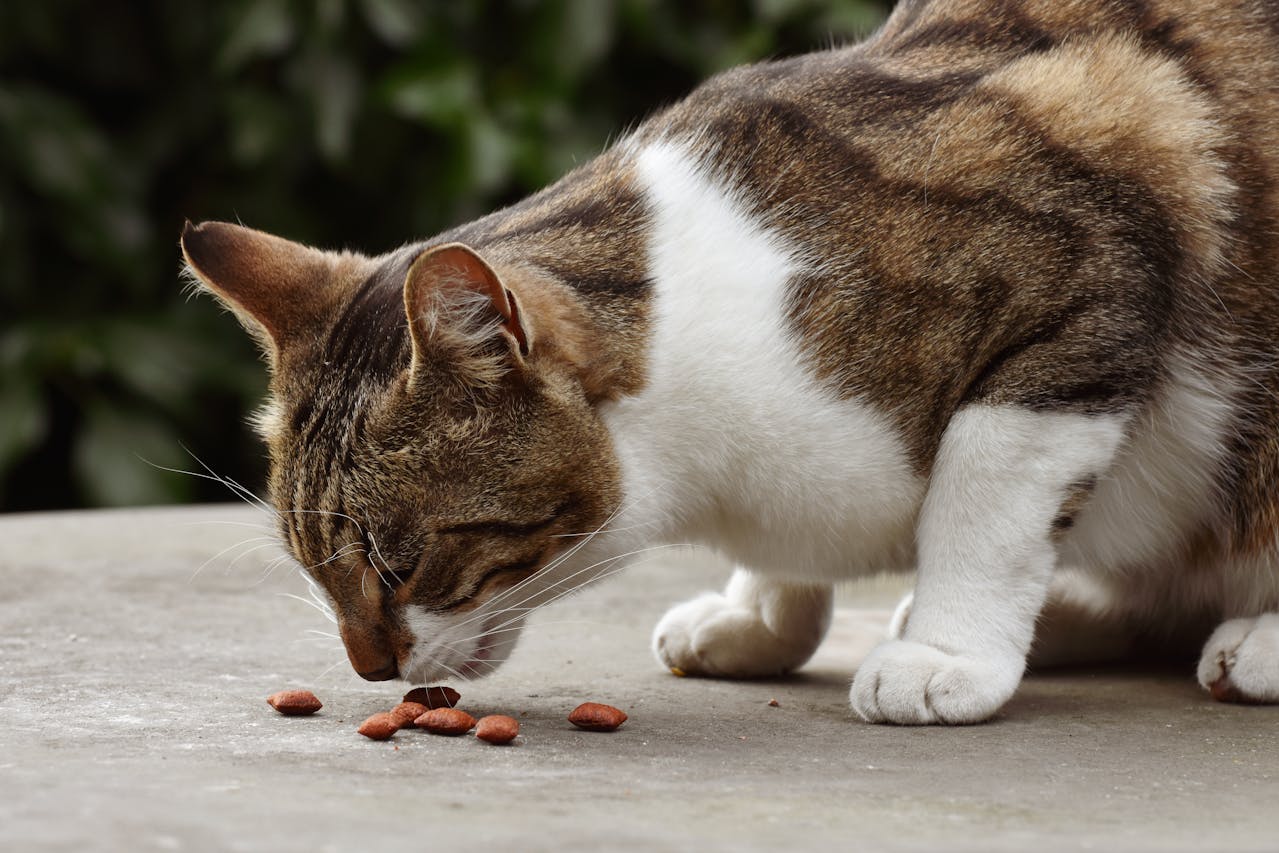 How Automatic Cat Feeders Improve Your Cat’s Health And Your Peace of Mind.
